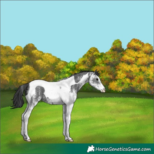 Horse Color:White Spotted Black Tobiano