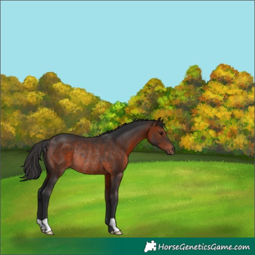 Horse Color:Brown Rabicano 