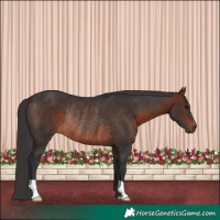 Horse Color:Brown Rabicano