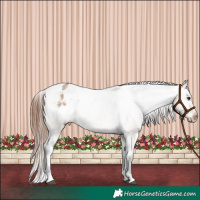 Horse Color:Brown Dun Appaloosa Rabicano 