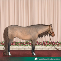 Horse Color:Brown Dun Appaloosa Rabicano 