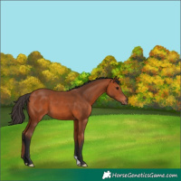 Horse Color:Bay 