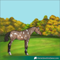 Horse Color:White Spotted Brown Dun 