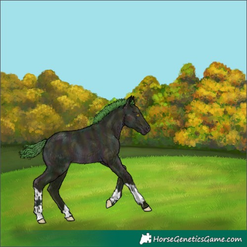 Horse Color:Watercolor Midnight Sable Champagne Tobiano