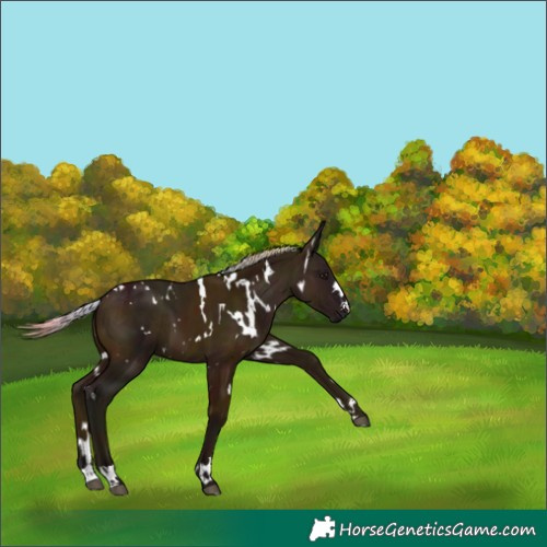 Horse Color:Nacre White Spotted Midnight Silver Bay 