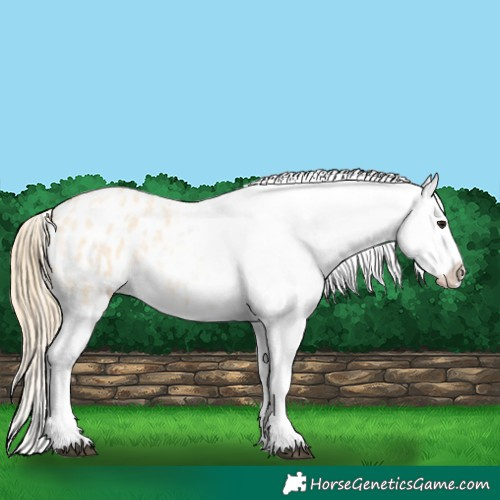 Horse Color:Buckskin Roan Appaloosa 