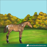 Horse Color:White Spotted Buckskin 