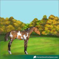 Horse Color:White Spotted Buckskin 