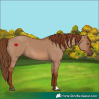 Horse Color:Red Dun 