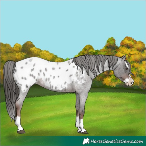 Horse Color:Liver Red Roan Splash Appaloosa 