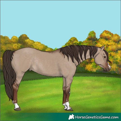 Horse Color:Liver Red Dun Rabicano 