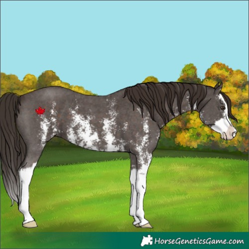 Horse Color:Liver Chestnut Sabino Splash 