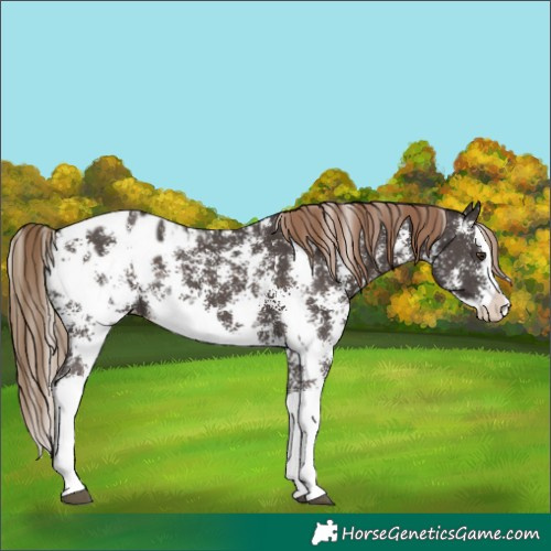 Horse Color:Liver Chestnut Sabino Splash Appaloosa 