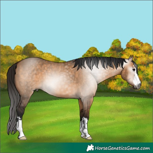 Horse Color:Gray Bay Dun 