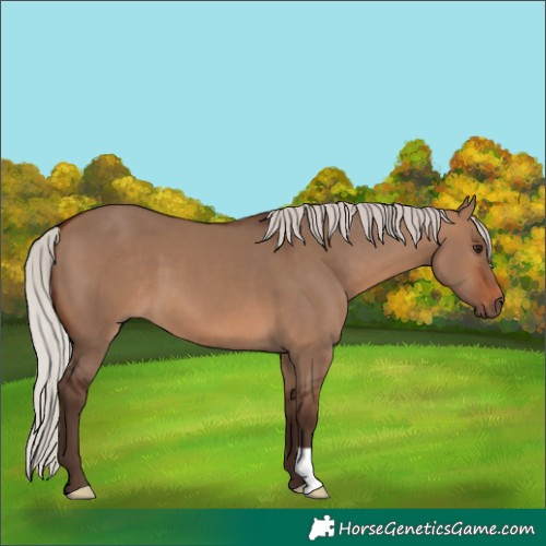 Horse Color:Silver Brown Dun 