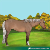 Horse Color:Silver Brown Dun