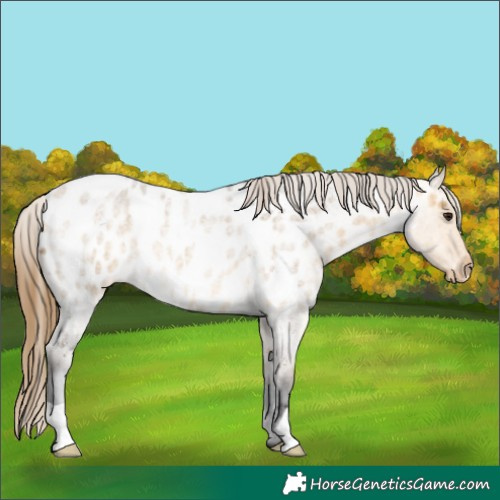 Horse Color:Buckskin Roan Dun Near Leopard 