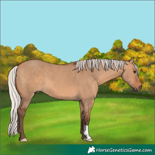 Horse Color:Silver Bay Dun 