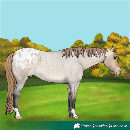 Horse Color:Buckskin Roan Dun Appaloosa 