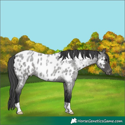 Horse Color:Blue Roan Near Leopard 