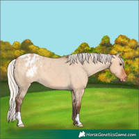 Horse Color:Silver Bay Dun Appaloosa 