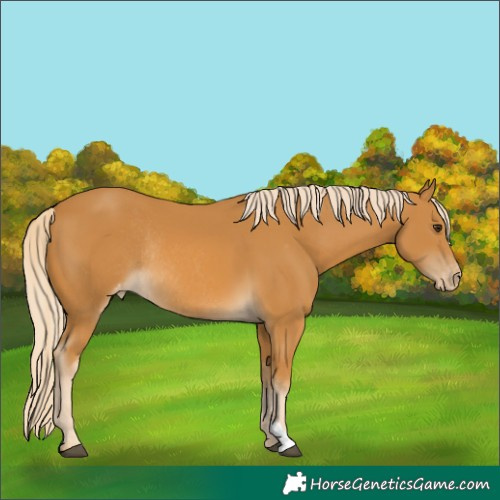 Horse Color:Palomino Varnish Rabicano 