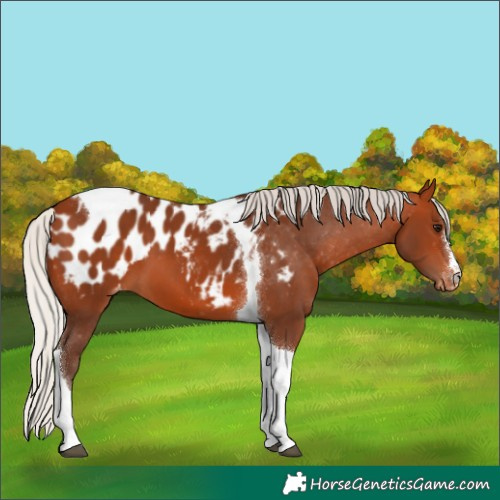 Horse Color:Silver Bay Tobiano Blanket 