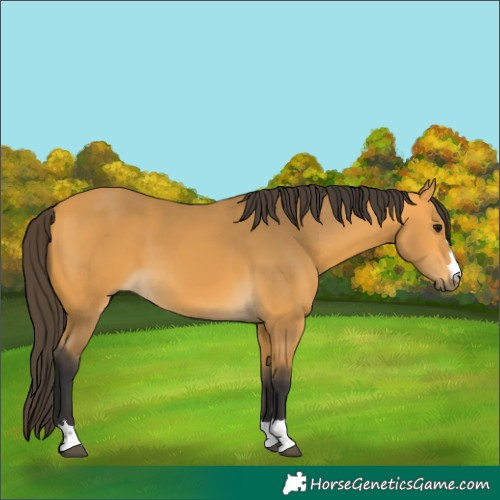 Horse Color:Buckskin 