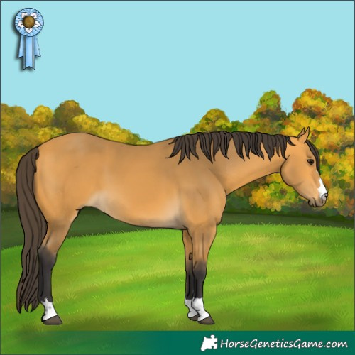 Horse Color:Buckskin 