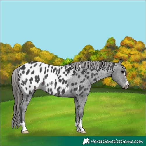 Horse Color:Black Appaloosa 