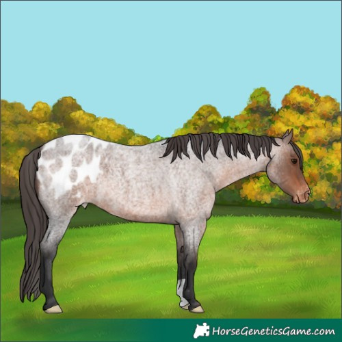 Horse Color:Brown Roan Appaloosa 