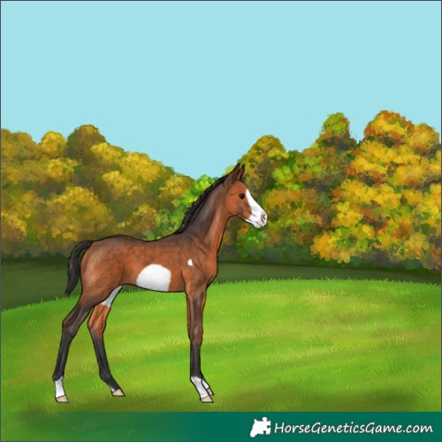 Horse Color:Bay Frame 