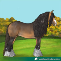 Horse Color:Buckskin 