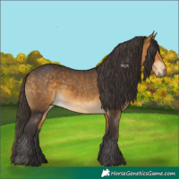 Horse Color:Buckskin 
