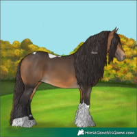 Horse Color:Buckskin Tobiano 