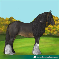 Horse Color:Buckskin Tobiano 