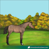 Horse Color:Bay Dun