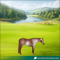 Horse Color:Gray Chestnut 