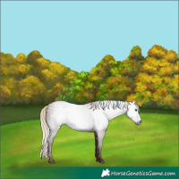 Horse Color:Gray White Spotted Chestnut 