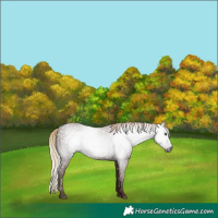 Horse Color:Gray White Spotted Chestnut 