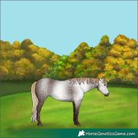 Horse Color:Gray White Spotted Chestnut 