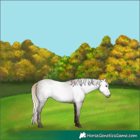 Horse Color:Gray White Spotted Chestnut 