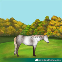 Horse Color:Gray White Spotted Chestnut 