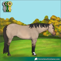 Horse Color:Bay Dun