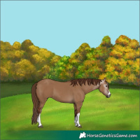 Horse Color:Gray White Spotted Red Dun 