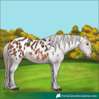Horse Color:Bay Appaloosa 