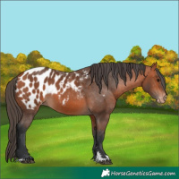 Horse Color:Bay Appaloosa 