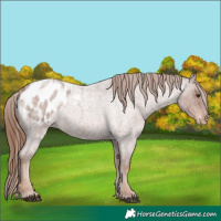 Horse Color:Red Roan Appaloosa 