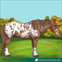 Horse Color:Chestnut Appaloosa 
