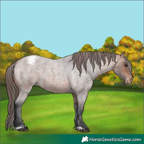 Horse Color:Bay Roan Varnish 